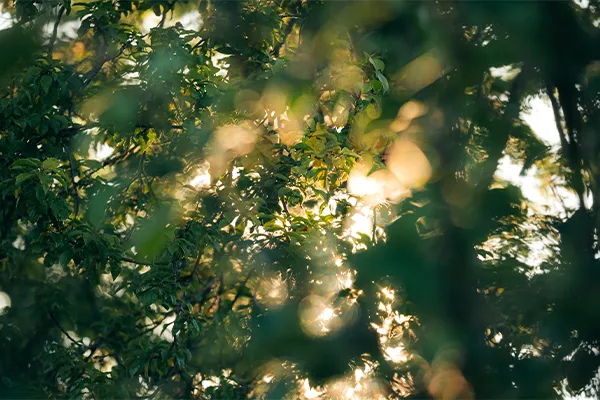Sonnenlicht durch Blätter – Achtsamkeit und Naturerleben