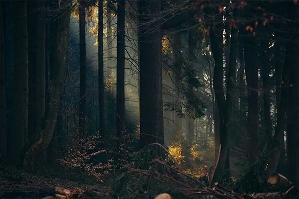 Sonnenlicht im Wald – Ruhe und Achtsamkeit in der Natur